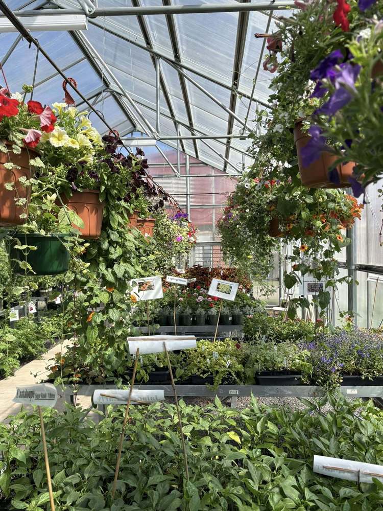 A photo of the plants in the Napavine Green House