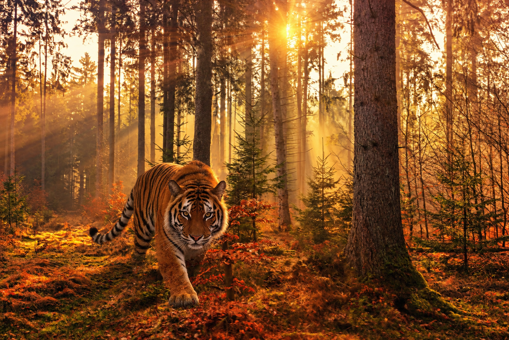 A tiger in a forest during a crisp Fall sunrise