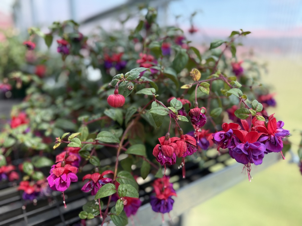 A closeup image of a fuchsia plant with red and purple petals that is available for sale at the Plant Sale Bonanza