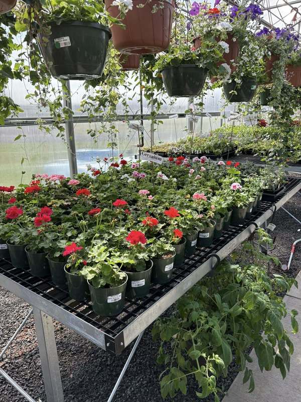 A photo of the plants in the Napavine Green House