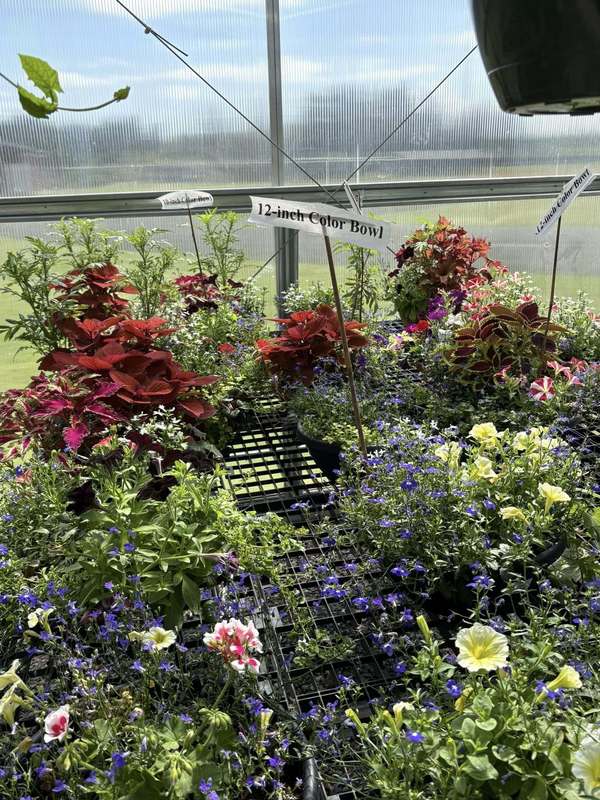 A photo of the plants in the Napavine Green House