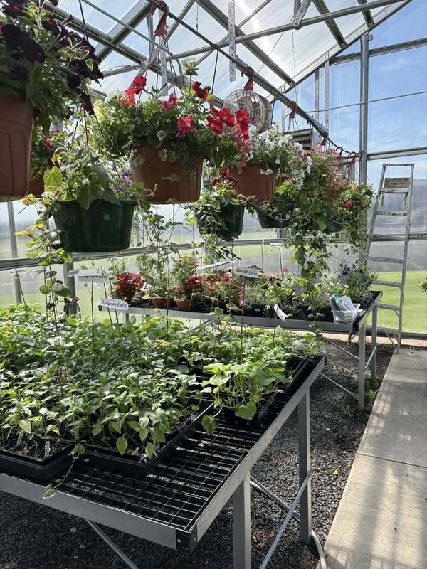 A photo of the plants in the Napavine Green House