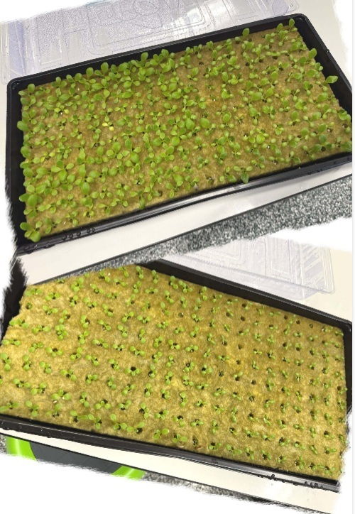 Fork Farms pics March 2026