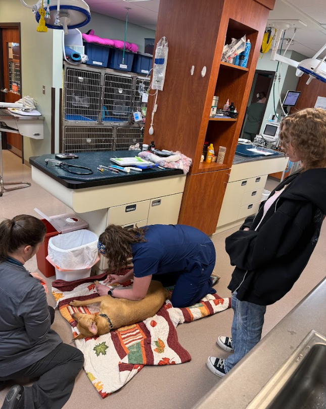 Junior Job Shadow 2026