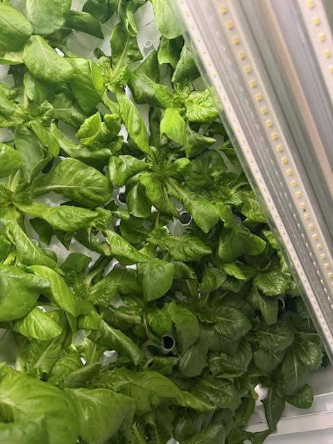 Fork Farms update pic