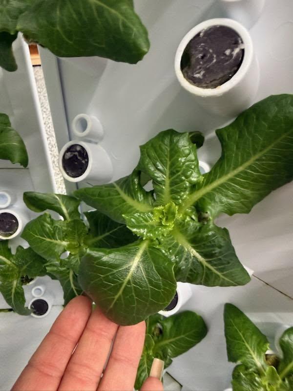 Fork Farms update pic