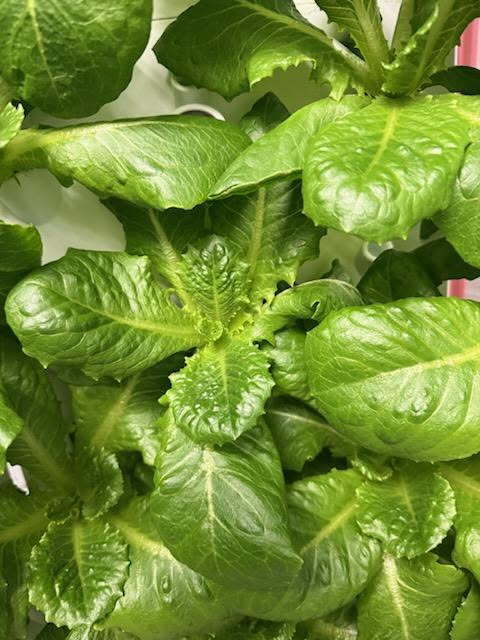 Fork Farms update pic