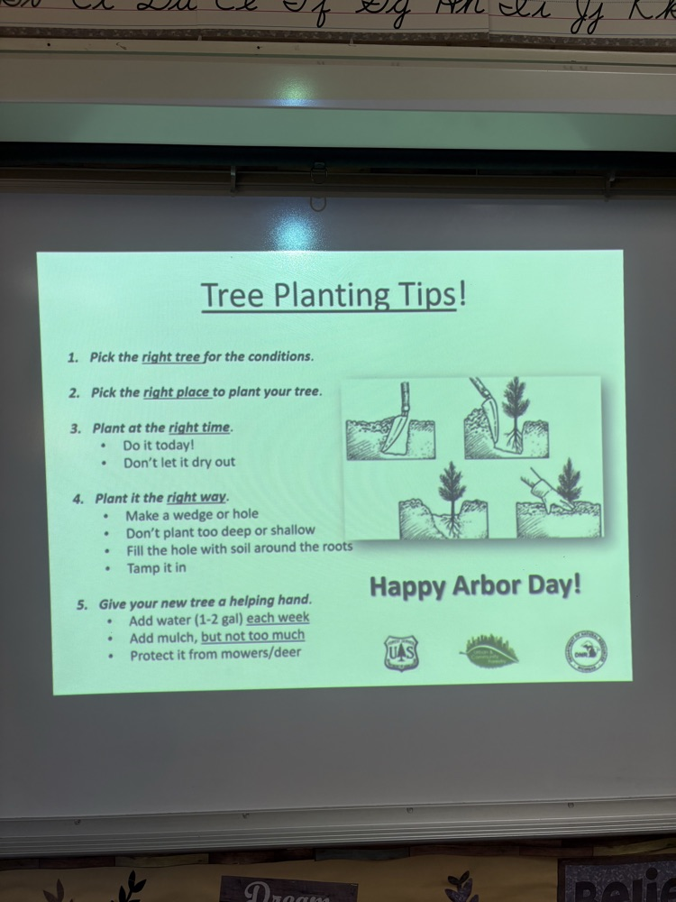 instructions on how to plant a tree seedling 