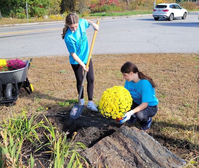 Jillian Niemi of Groton, left and Laci Katz of Pepperell plant mums on the Nashoba Tech campus during the freshman Day of Service on October 2.