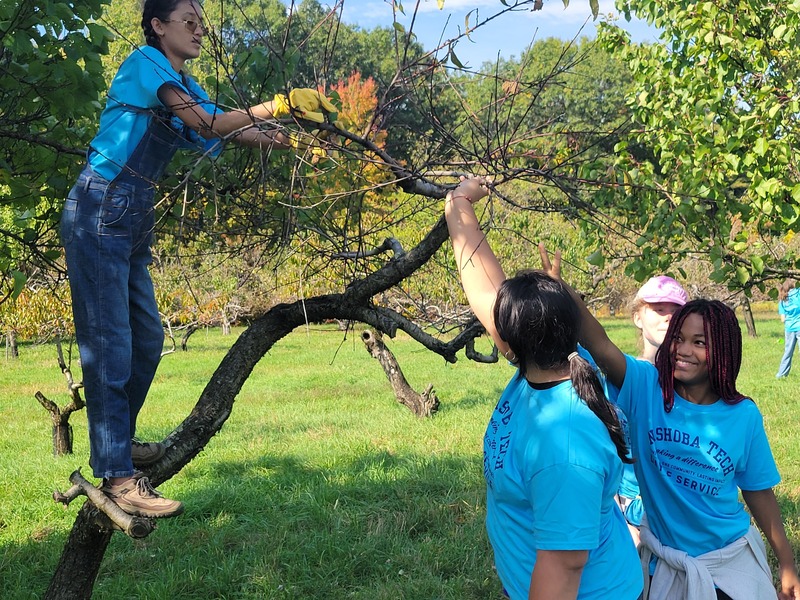 From left, Vivian Butzen of Groton, Selena Davis of Chelmsford and Asiyah Warila of Shirley clear a tree at Hill Orchard to prepare for next year’s harvest during the freshman Day of Service on October 2. The Westford orchard, which is closed this year, normally features a mix of apples, peaches, plums, pears, apricots, nectarines and pluots.