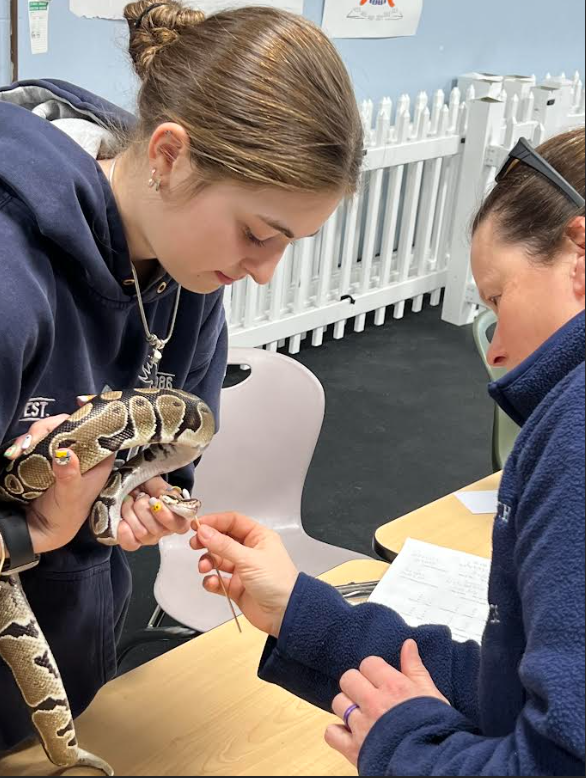 Vet Students - Rock Python