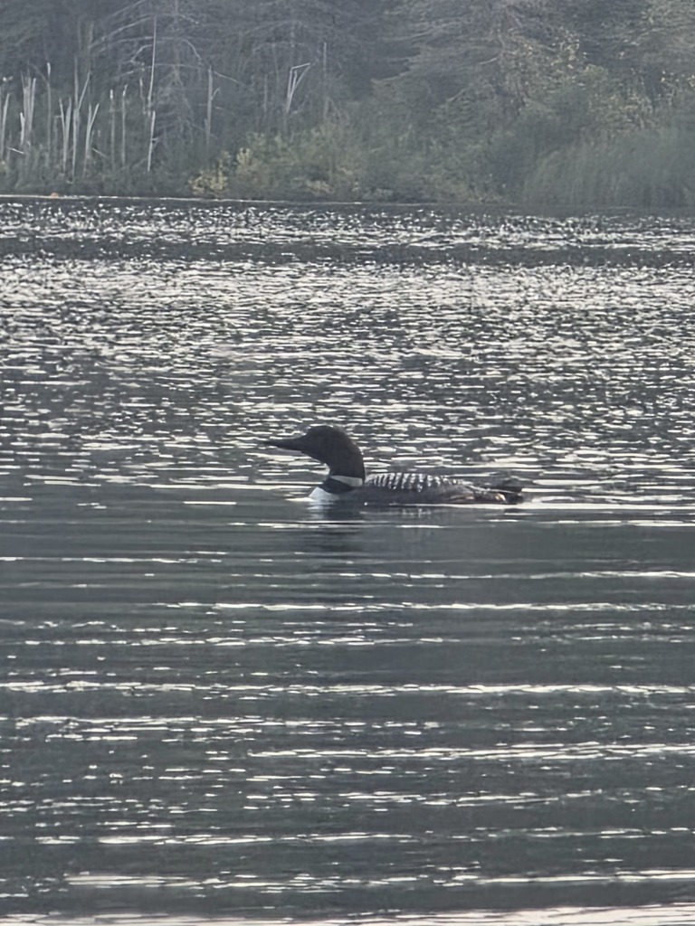 Loon