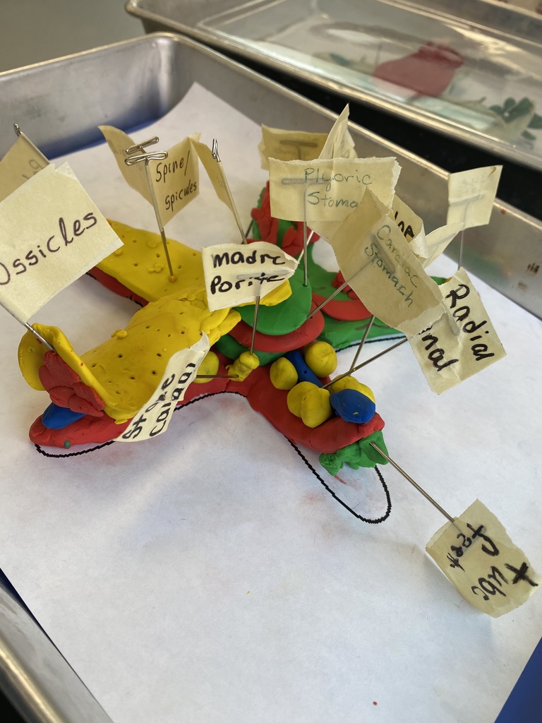 Each student created a 'layer' of the anatomy and worked together to build a complete sea star.