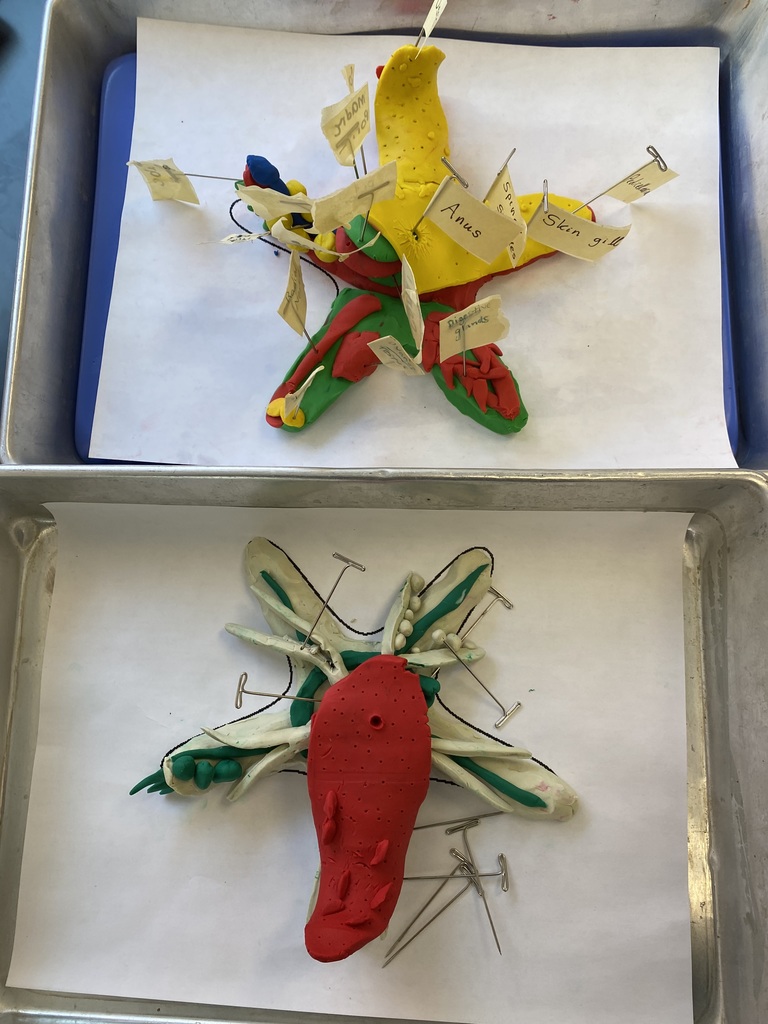 Each student created a 'layer' of the anatomy and worked together to build a complete sea star.