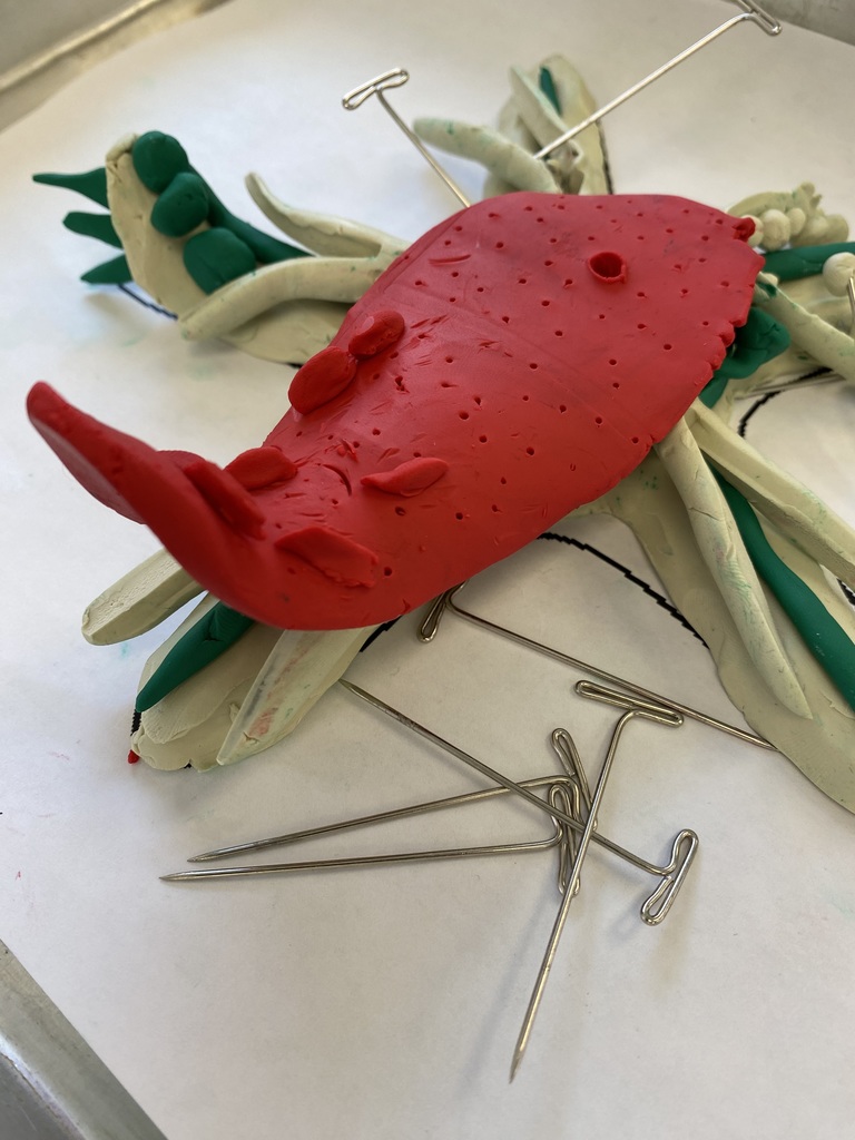 Each student created a 'layer' of the anatomy and worked together to build a complete sea star.