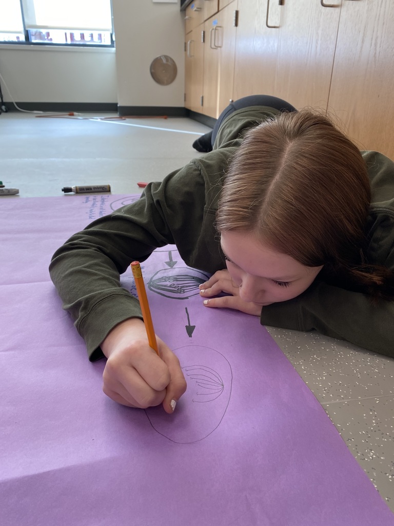 Each group had to show all phases of mitosis, tell what is happening in each, and visually relate mitosis to the cell cycle.