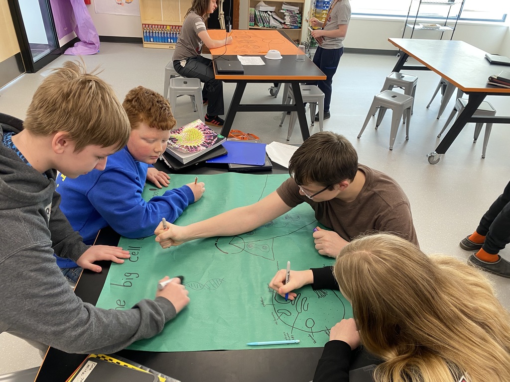 Each group had to show all phases of mitosis, tell what is happening in each, and visually relate mitosis to the cell cycle.