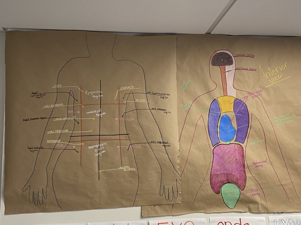 body cavity & region model