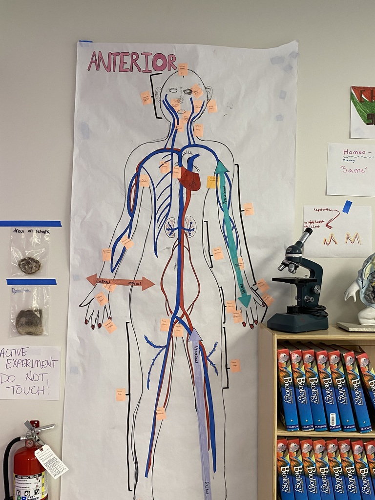 Anterior cardiovascular system model