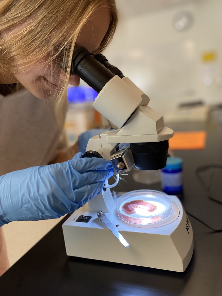 Observing gills in water