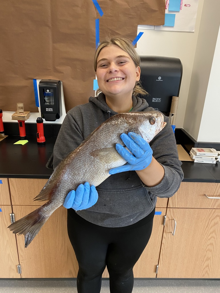Freshwater drum (Aplodinotus grunniens)