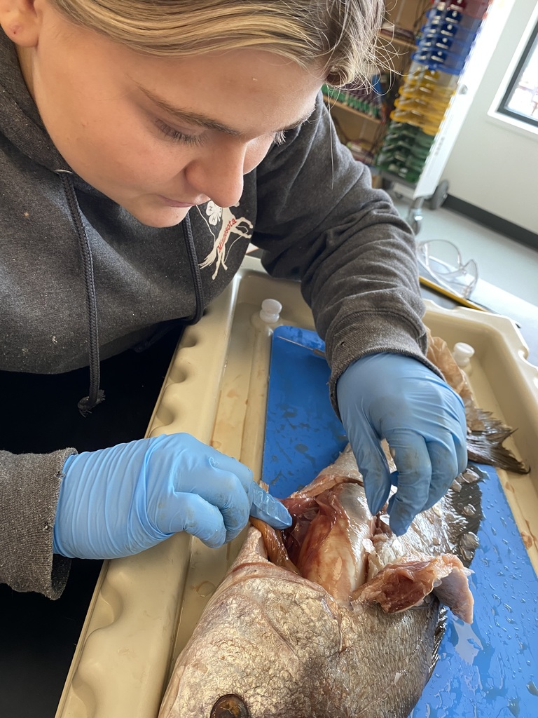 Swim bladder