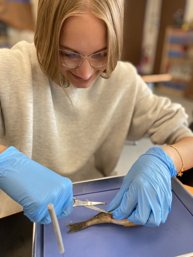 Perch (Perca flavescens) dissection