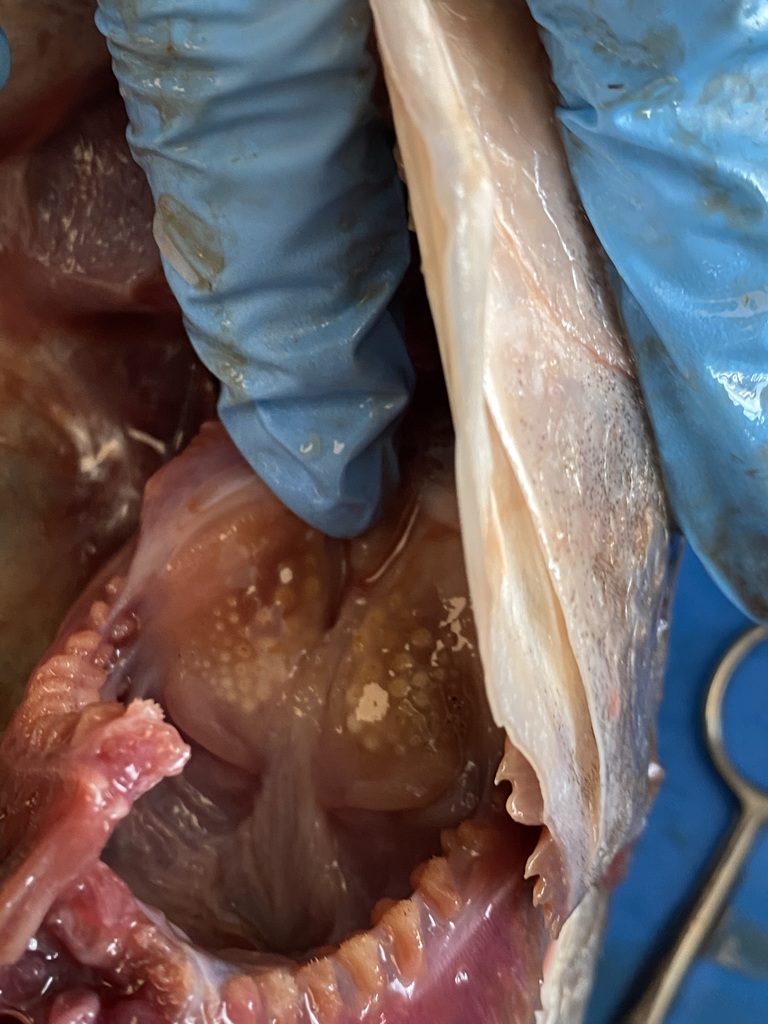 Pharyngeal teeth