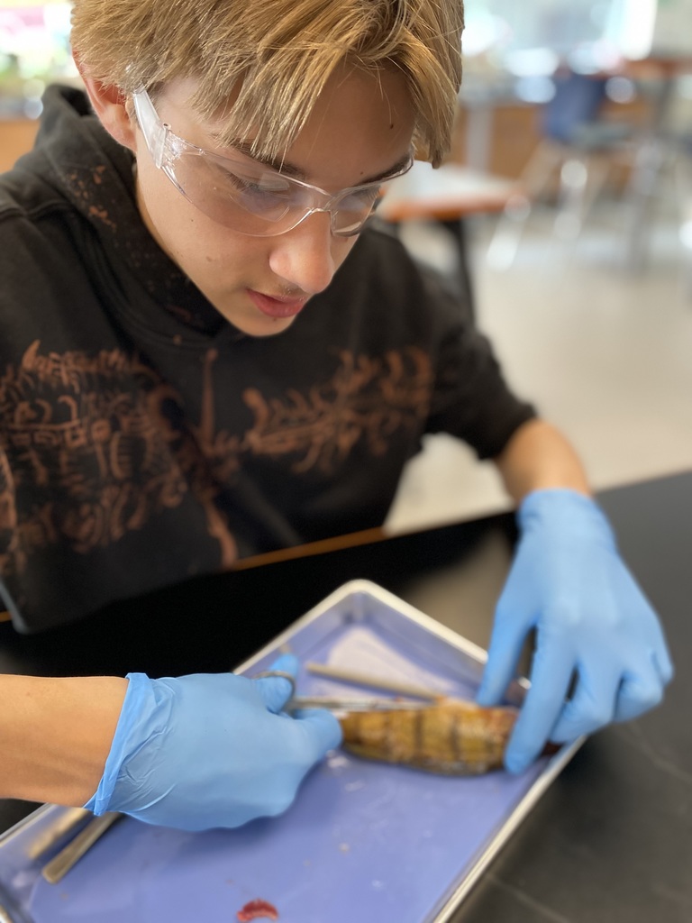 Perch (Perca flavescens) dissection