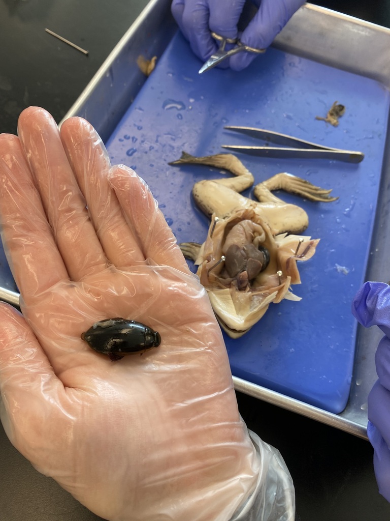 Frog Dissection