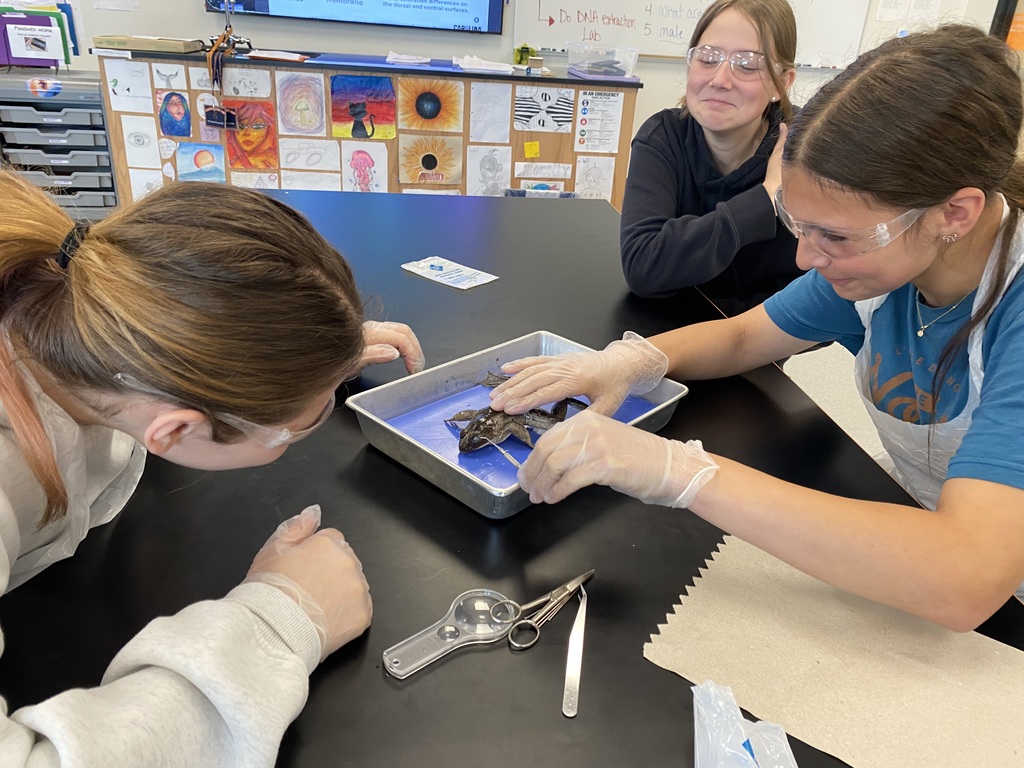 Frog Dissection