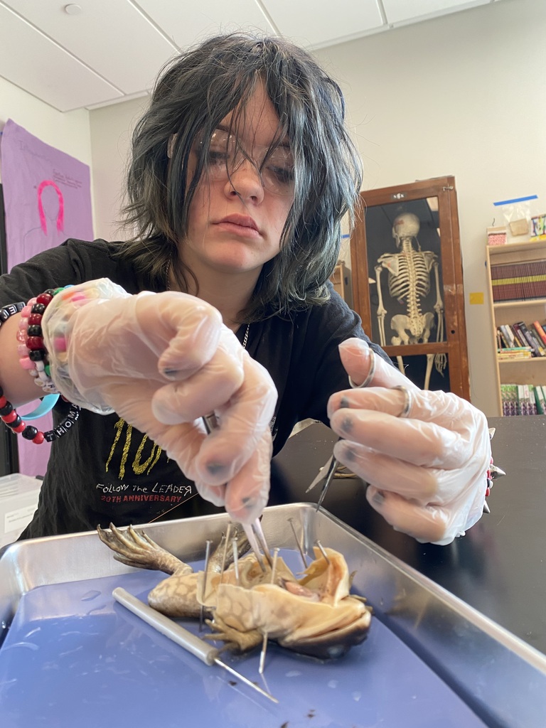 Frog Dissection