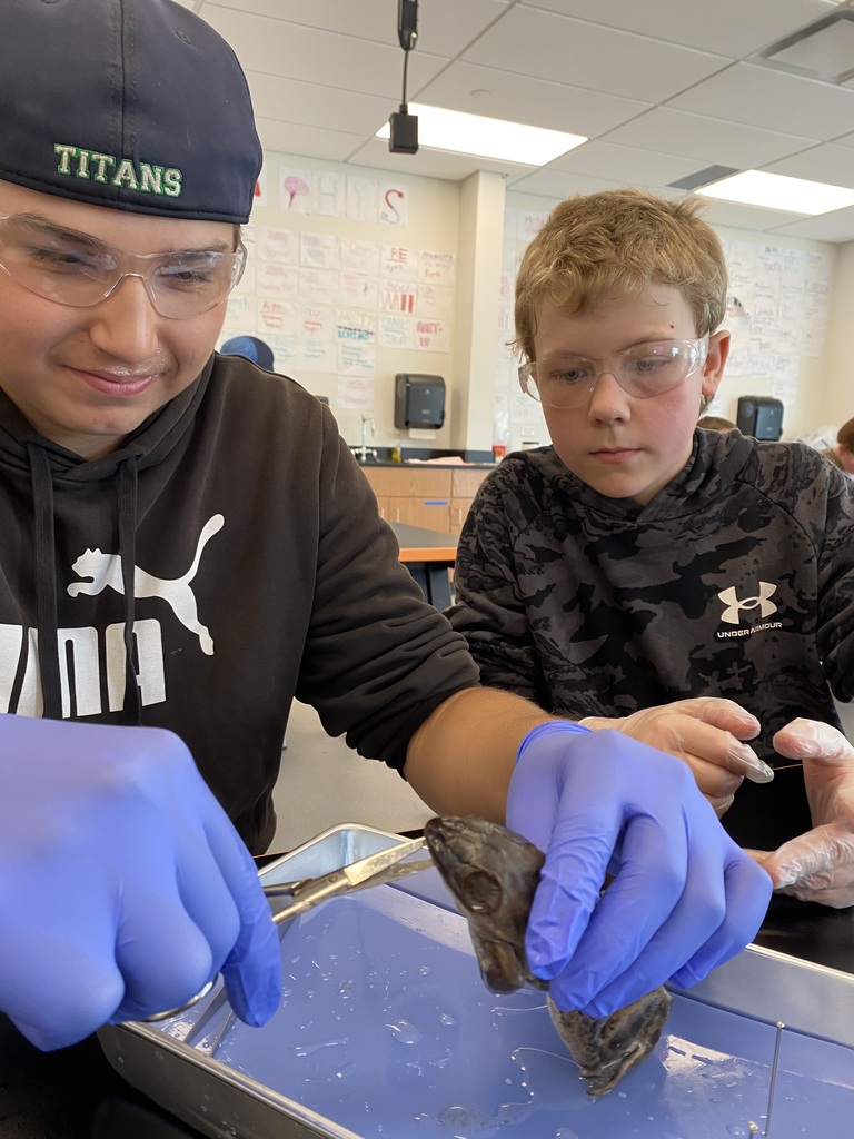 Frog Dissection