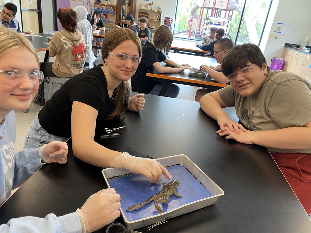 Frog Dissection