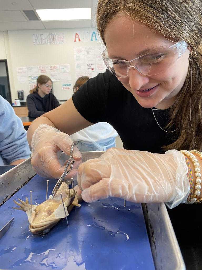 Frog Dissection