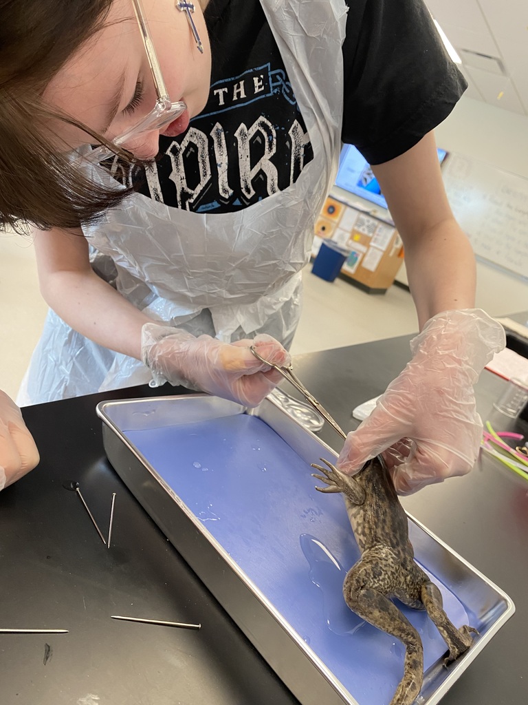 Frog Dissection