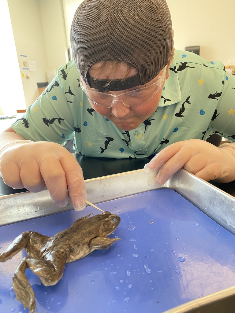 Frog Dissection