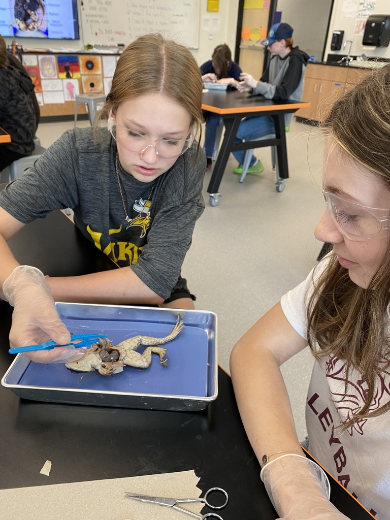 Frog Dissection