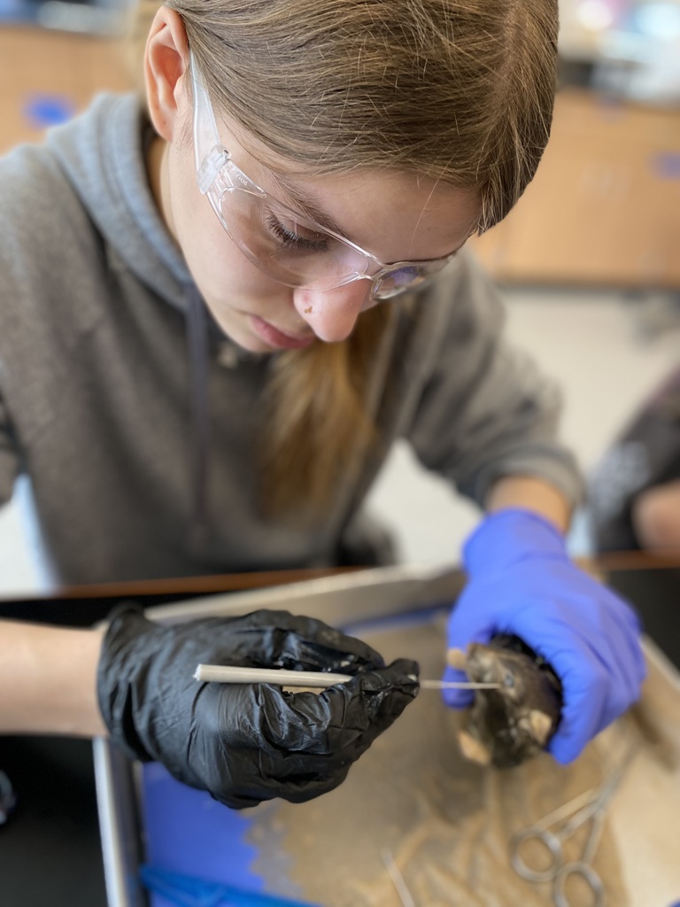 Rat Dissection