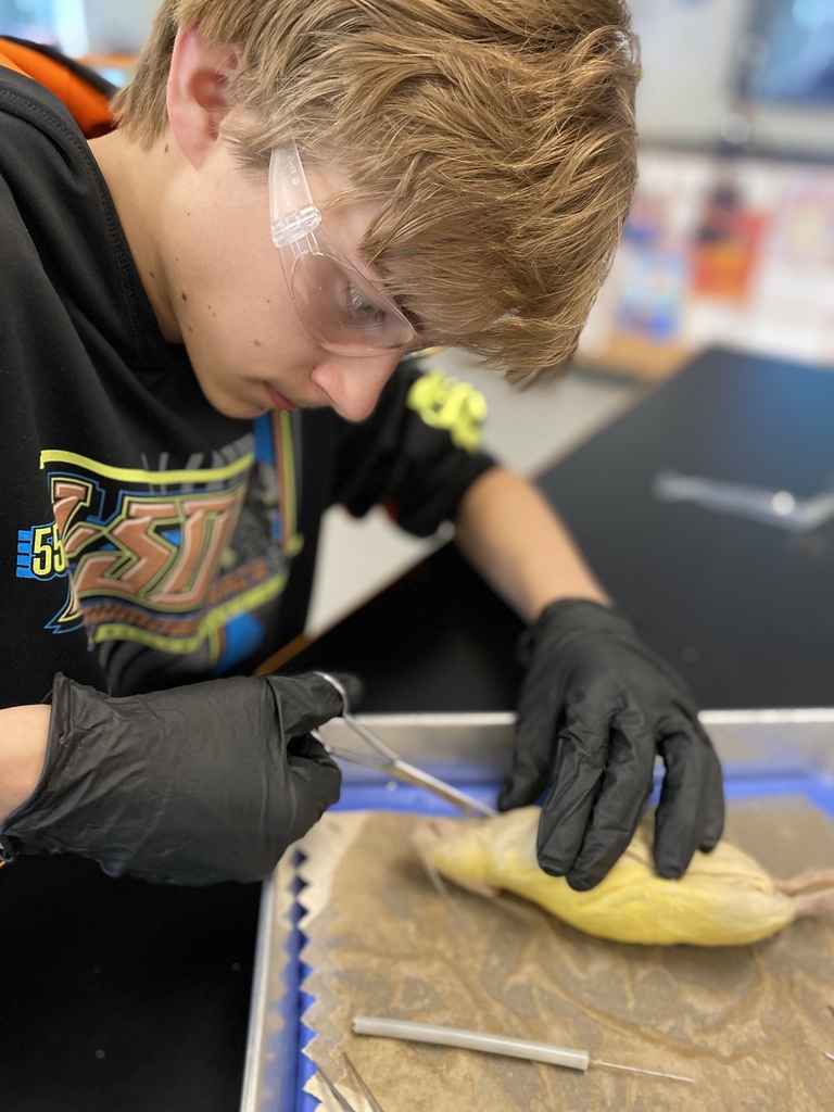 Rat Dissection
