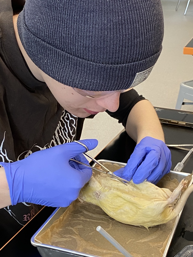 Rat Dissection