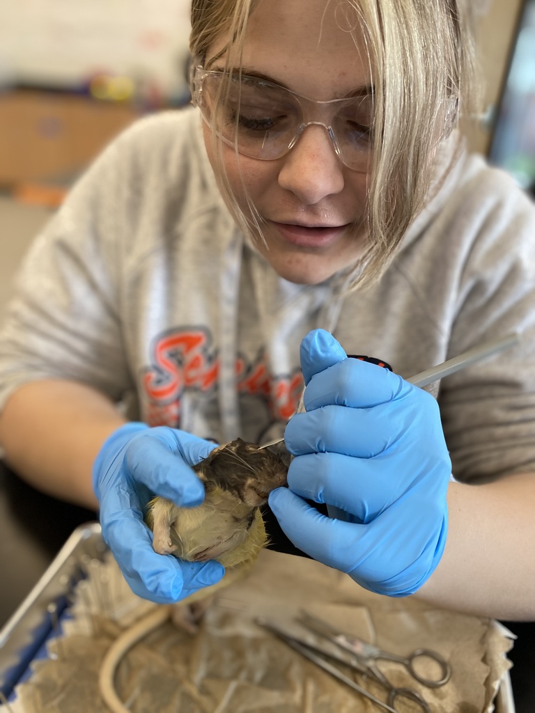 Rat Dissection