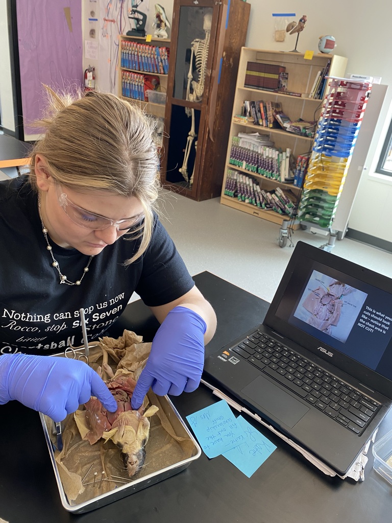 Rat Dissection