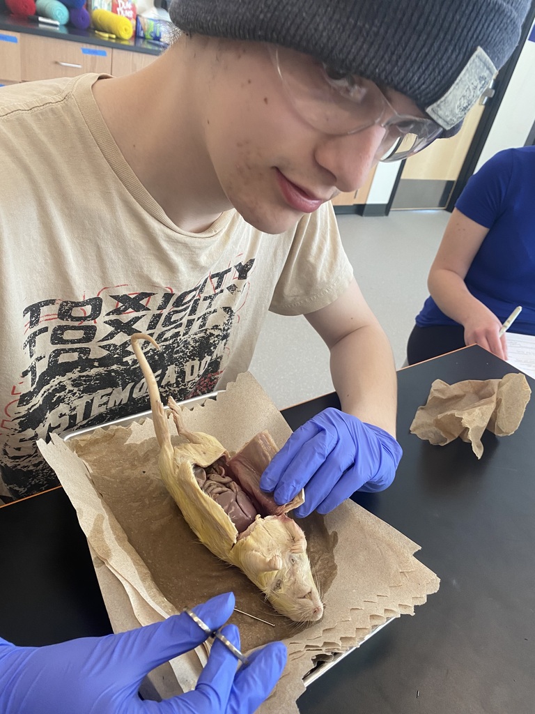 Rat Dissection