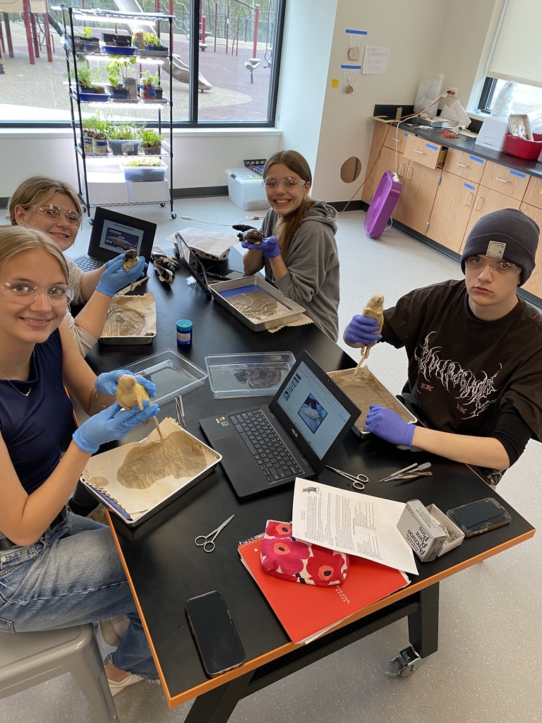 Rat Dissection