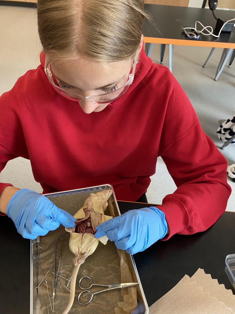 Rat Dissection