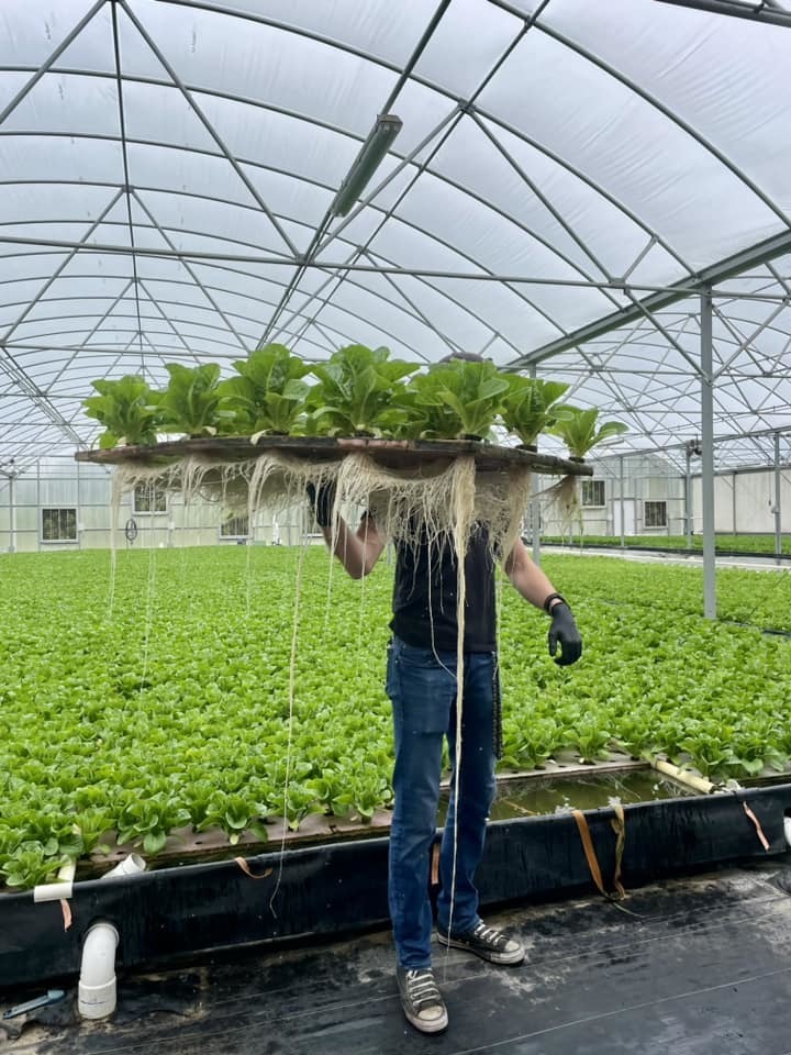 A person stands in a greenhouse holding a large flat tray of mature lettuce plants with long roots exposed, showcasing a hydroponic farming system.