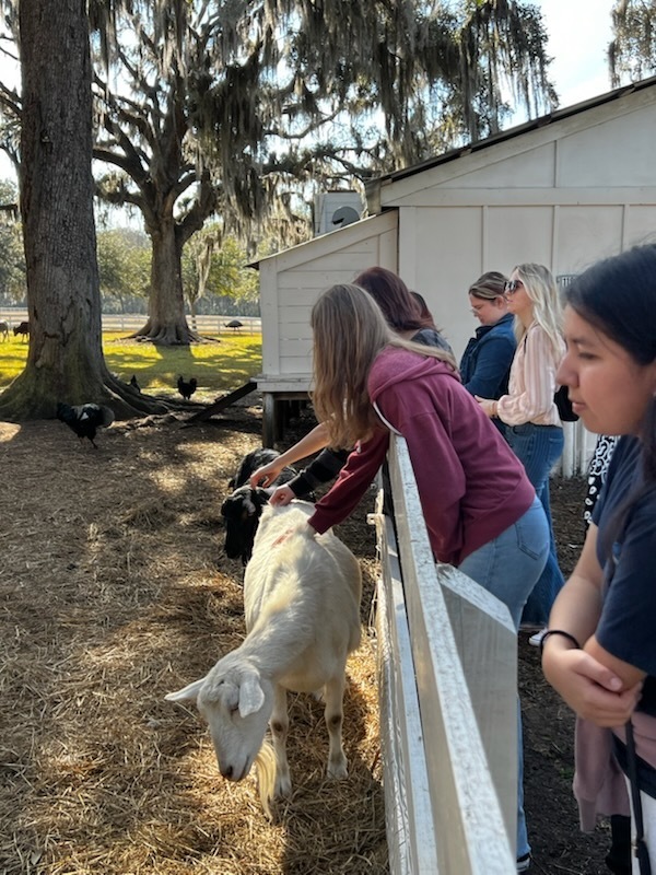 A group of students pet goats over a white fence at a shaded outdoor animal enclosure, surrounded by large oak trees and a small barn.