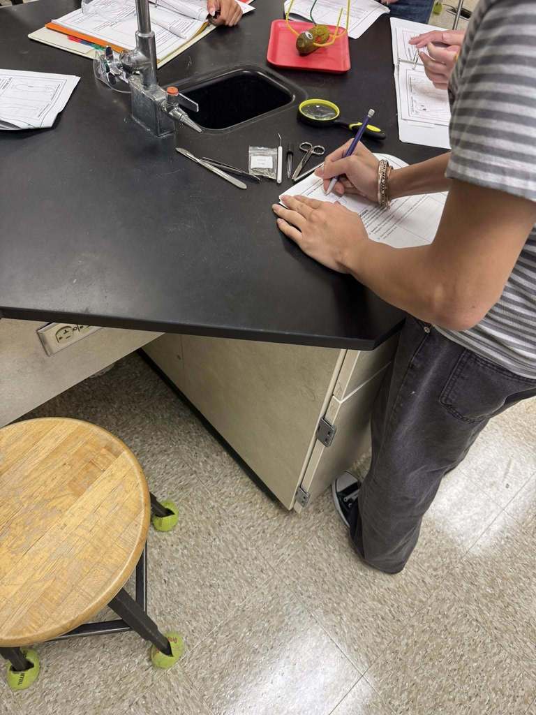A student writes on a worksheet next to a science lab sink, surrounded by dissection tools and a pickle prepared for a classroom autopsy activity.