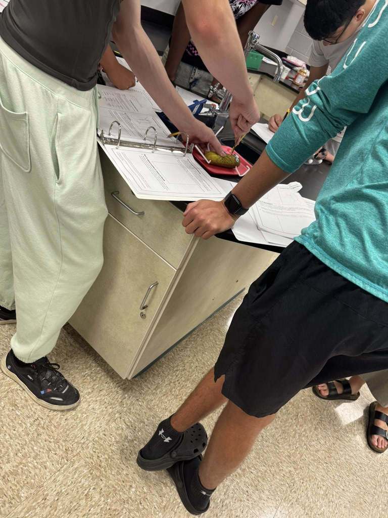 Students stand around a lab table analyzing a pickle during a mock autopsy activity in anatomy class. Worksheets and science tools are spread across the workspace.